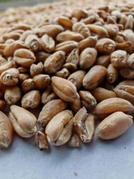 wheat Type wheat Packaging 50kg W Value Min 180 Bug Damage Max 1.5% Broken Grains Max 4.0% Foreign Matter Max 2.0% Moisture Content Max 13% - Ace-x international limited - Nigeria