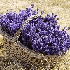 Product - LES LAVANDES DU MOULIN - France