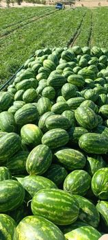 watermelon, fresh, sorted, packed as you want from sabadbazar watermelon, fresh, sorted, packed as you want - sabadbazar - Iran
