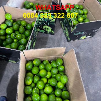 Vietnam seedless fresh lemon / fresh lime - Wholesale for lemon extract / lime essential oil - High quality Citrus Fruit - Sunrise Ins Group - Vietnam