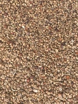 Robusta Grade 1 – product photo, Ethiopian Coffee Beans products found from trusted suppliers, wholesalers, manufacturers & exporters Listing