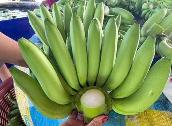 Cavendish banana - Pathumthani, Thailand - Pongsamutthara - Thailand