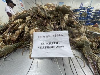 Frozen Lobster Whole - EL KHEIR SEAFOOD.sarl - Mauritania