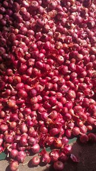 Fresh Onion – product photo, Fresh Shallot Onion products found from trusted suppliers, wholesalers, manufacturers & exporters Listing