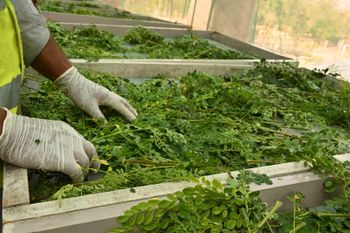 Moringa Dried Leaf - Bilal AgroTech - Pakistan
