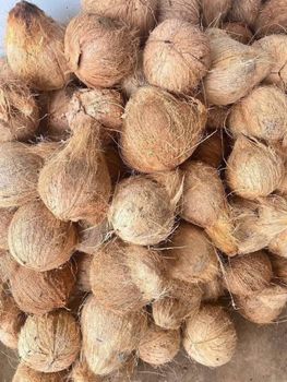 Indian Origin Fresh Semi Husked Coconut – Premium Export Grade – 13kg & 14kg Packing – Bulk Supply - Axilion Exim Private Limited - India