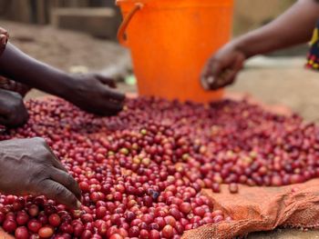 Ugandan Coffee from Yi Ventures Ugandan Coffee - Yi Ventures - United States