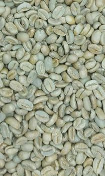 Robusta from Nedvixs Company Limited Robusta - Nedvixs Company Limited - Kenya