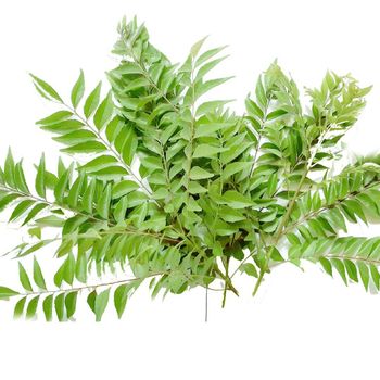 Ceylon Curry Leaves Cultivation Type Organic Place of Origin Sri Lanka Brand Name Ceylon Curry - PV 00297056 - Sri Lanka
