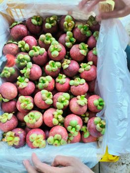 Mangosteen Grade A Packaging basket Fruit Size 4a – 5a Calibration Availability Almost Year-round Pesticide Status Pesticide-free - PT. CITRA TAMA JAYA INDO - Indonesia