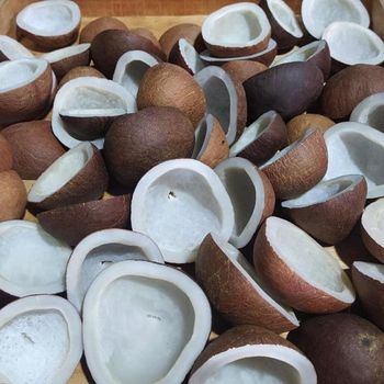 Edible Copra – product photo, Agriculture, Food & Beverage products found from trusted suppliers, wholesalers, manufacturers & exporters Listing