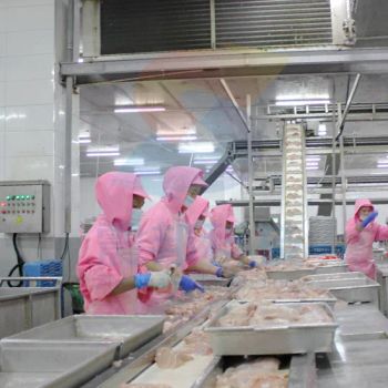 Poultry Production Line Poultry Slaughterhouse Automation Poultry Processing Automation Integration Poultry Processing Facility Setup - Zhenbang (Guangdong) Machinery Technology Co., Ltd. - China