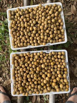 Longan - Gold Northern Fruit 88 Co., Ltd. - Thailand