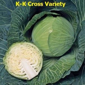Fresh Green Cabbage - MONDIYA GREENAGRO ENTERPRISE  - Bangladesh