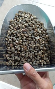 West Java Arabica Green Bean Coffee ( Java Preanger ) - Semiwash ProcessArabica – product photo, Organic Arabica Green Coffee Beans products found from trusted suppliers, wholesalers, manufacturers & exporters Listing