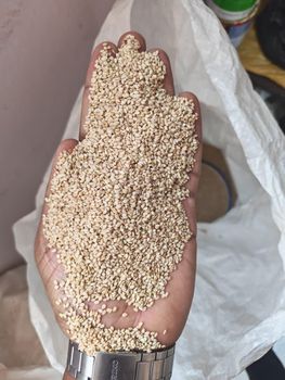 White sesame Seeds -sesame seeds Purity 99.9% Packaging 50 kg Features Organic Oil Content ≥ 45% Lap Test Available Processing Type sortex - Hamidelnel trading - Nigeria