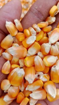 Yellow Miazw Admixture ≤ 1% Foreign Matter ≤ 1% Color Golden Yellow Broken Kernels ≤ 3% Max. Moisture (%) <13% Moisture Content ≤ 14% - YS EXIM PRIVATE LIMITED - India