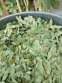 Senna leaves - Shri sidhivinayak enterprises - India