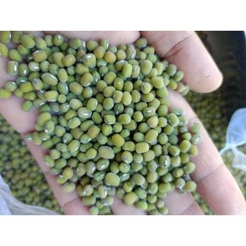 Mung Bean (Vigna Radiata) Color Green Form Dry Beans Flavor Mung Bean Flavor Place of Origin Indonesia Packaging 25 Kg Bags, Bag 25 KG - PT NAMORA TANOTA INDOGLOBAL - Indonesia