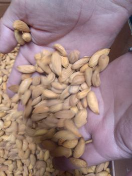 Pine Nuts - Faaz siyal ltd - Afghanistan