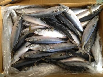 frozen pacific mackerel Packaging 10kgs carton Type whatsapp:86-18958685544 Feature wechat:86-18958685544 Form Canned, Fillets, Loin, Precooked, Scallop, Mussel Meat, Clam Meat, Steak, Portions, Wr,hgt,fillets, Wr/tube/strip/ring/tentacle/flower/t+t/wing - Taizhou xingwang aquatic product co.,ltd - China