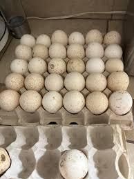 Fertile turkey eggs Storage_relative_humidity 70–80% Storage_orientation Store With Blunt End Up Egg_shape Oval, Slightly Pointed At One - Balingi Trading Company (PTY) Ltd - South Africa