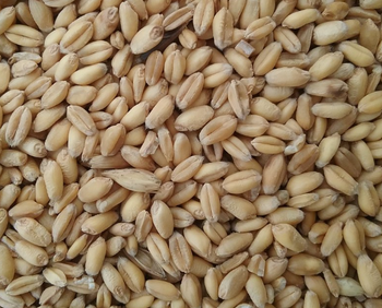 High Quality Feed Wheat Available For Bulk Purchase And Commercial Supply - MASI TRADING GMBH - Germany