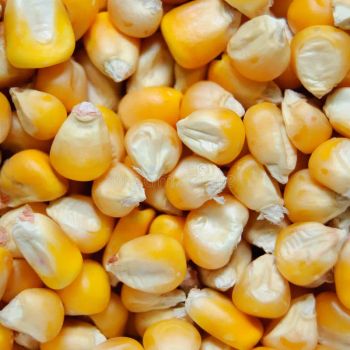 yellow corn grains - GOLDENLEAF NATURALS - India