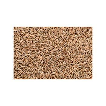 Bulk rye grain wholesale stock available at factory direct price - MASI TRADING GMBH - Germany