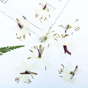 DIY Crafts Wholesale Epoxy Resin Bookmarks Photo Frames Pressed Flower Hedychium Coronarium - Changsha Solavis Flower Co., Ltd. - China
