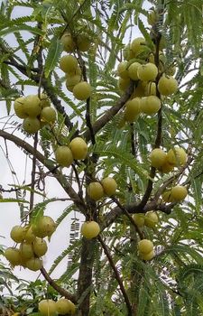 Amla Origin Asia, India Features Gluten-Free, Lactose-Free, Organic, Vegan Product Type Fruits & Vegetables, Vegetarian & Vegan Products - Vande Mataram - India