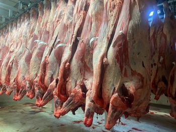 South African Beef: Buttock, Hindquarter, and Front Quarter Cuts - MHS Group - Egypt