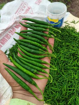 Green chilli - Uttibhaglobaltrade - India
