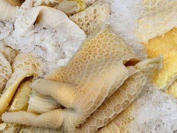 Premium Frozen Beef Tripe — Halal Certified, Export Grade, Cleaned & Frozen at -18°C - Trapani Global Trade B.V. - United States