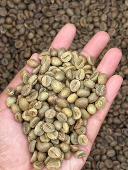 ROBUSTA GRADE 2 - PT. SINANG LEMBAH BUTUH - Indonesia