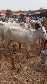 Cow dung Origin Nigeria Minimum Order Quantity 500 - Hiu Farms - Nigeria