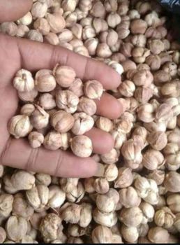 Javanese white cardamom from FATHAN REMPAH Javanese white cardamom - FATHAN REMPAH - Indonesia