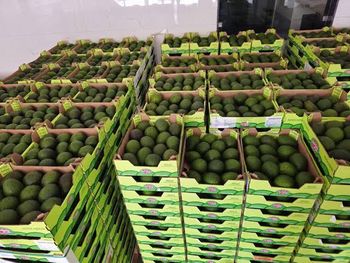 Hass Graded Avocados - Guangzhou Yaoying Trading Co., Ltd. - China