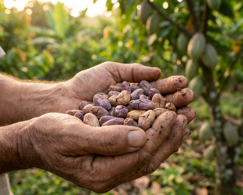 Organic Non-Fermented Cocoa Beans - Dominican Republic from IL LOKO Holdings/ Love Styles Commodities Organic Non-Fermented Cocoa Beans - Dominican Republic - IL LOKO Holdings/ Love Styles Commodities - United Kingdom