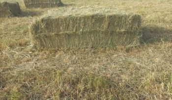 RHODES GRASS Packaging 20 KG (550 KG ALSO AVAILABLE) - HNM Enterprises (Private) Limited - Pakistan