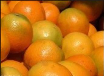 Oranges (Export Quality from India) - AGROCARTE EXIM ENTERPRISES PVT LTD - India
