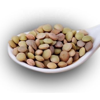 Green Lentils HPS Quality Dry Green Export / Lentils - Hebei Nihewan Agricultural Development Co., Ltd. - China