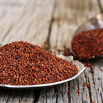 Reliable finger millet wholesale bulk supply premium grains delivery - HIGHPROFILE AGRICULTURE SERVICES LIMITED - Tanzania