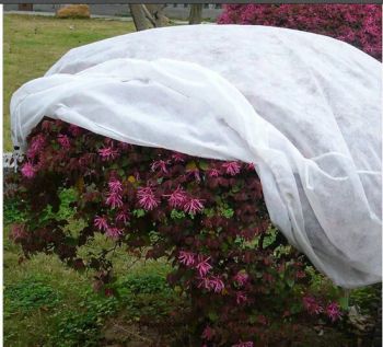 Polypropylene Agricultural Plant Cover Non Woven Fabric - Winco Industries Group Co., Limited - China