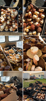 Porcini wild - Prime Option Plus Inc. - Vietnam