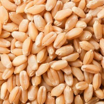 Wheat Grain - Saba Agro Enterprise Uganda limited - Uganda