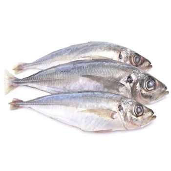 Frozen Horse Mackerel Fish Seafood Bulk Pack Grade a Netherlands Origin 2 Year Shelf Life from TRADECENTRIC LLC Frozen Horse Mackerel Fish Seafood Bulk Pack Grade a Netherlands Origin 2 Year Shelf Life - TRADECENTRIC LLC - United States