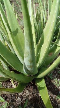 Aloe Vera Fresh Leaves - Noble Course Enterprise - Kenya