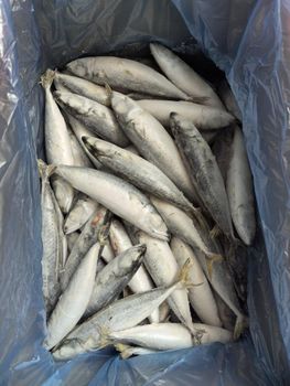 Frozen Mackerel Form Frozen Type Mackerel Packaging W/R - Quanzhou Baisheng Aquatic products Co.,Ltd - China
