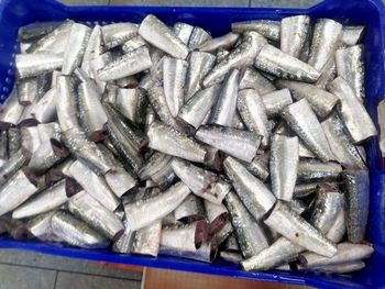 Frozen Sardine HGT - GROUPE CANAL INTERNATIONAL INC - Canada